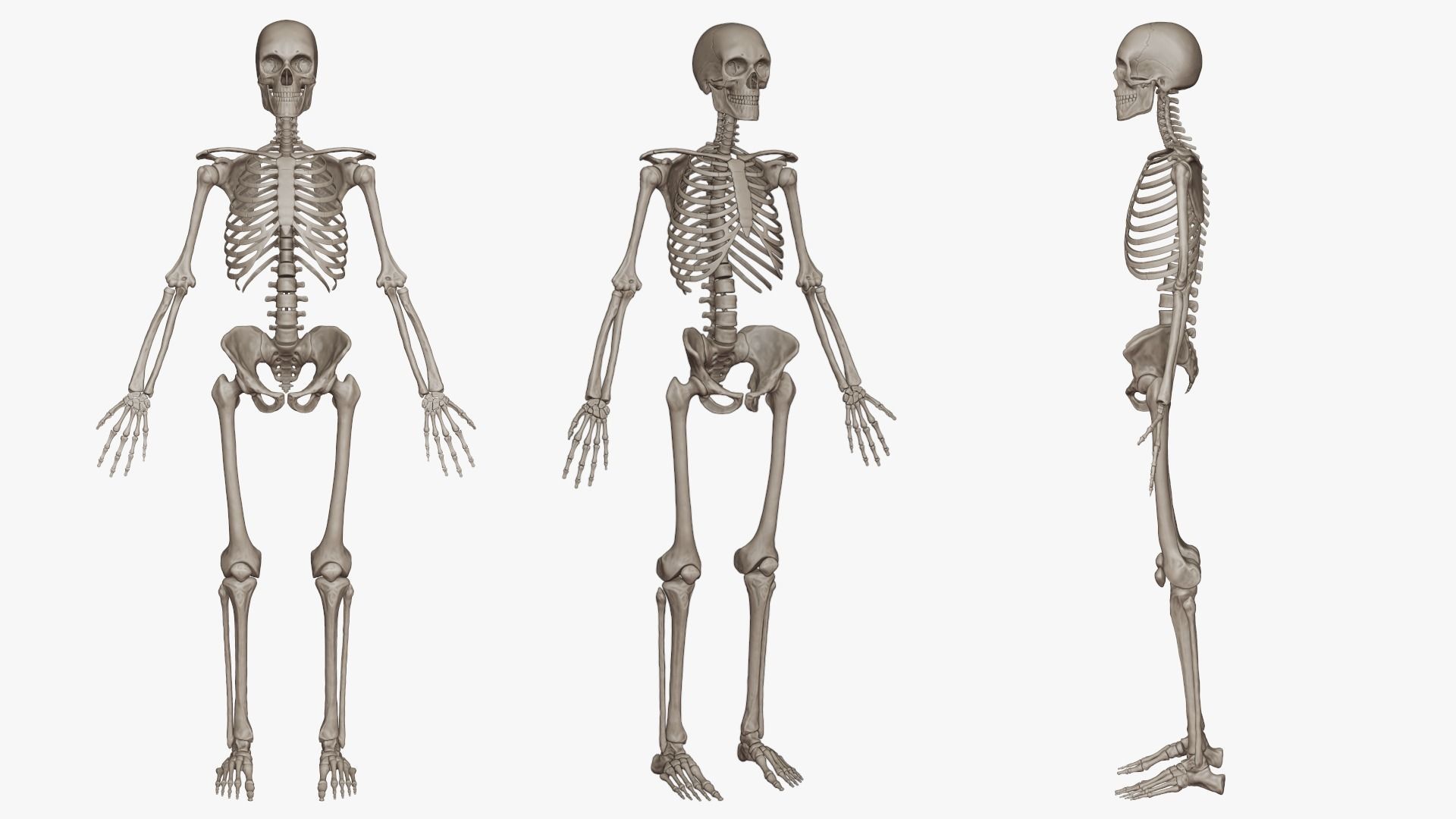 Human Skeletal System High Poly 3D model_2