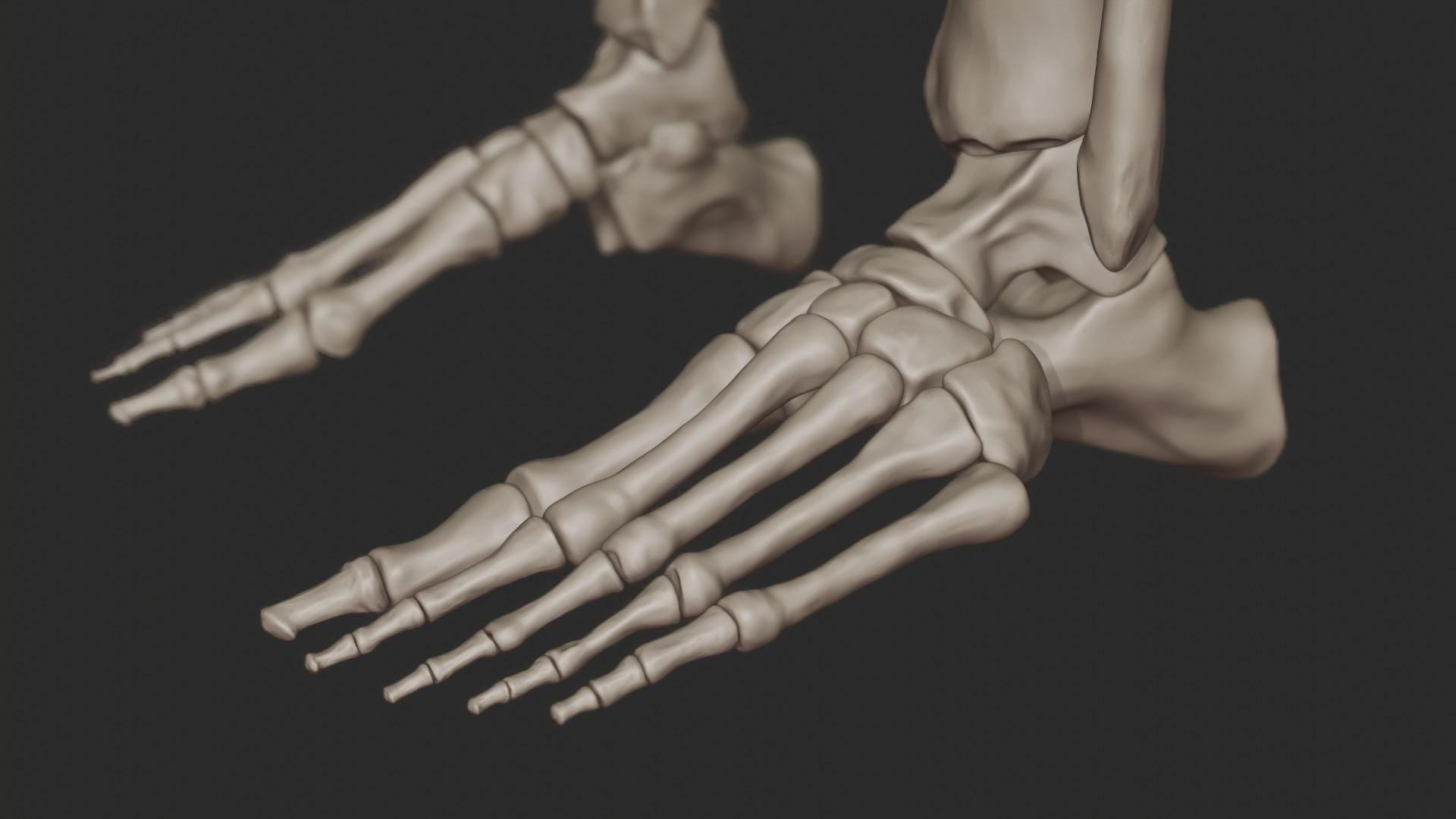 Human Skeletal System High Poly 3D model_31