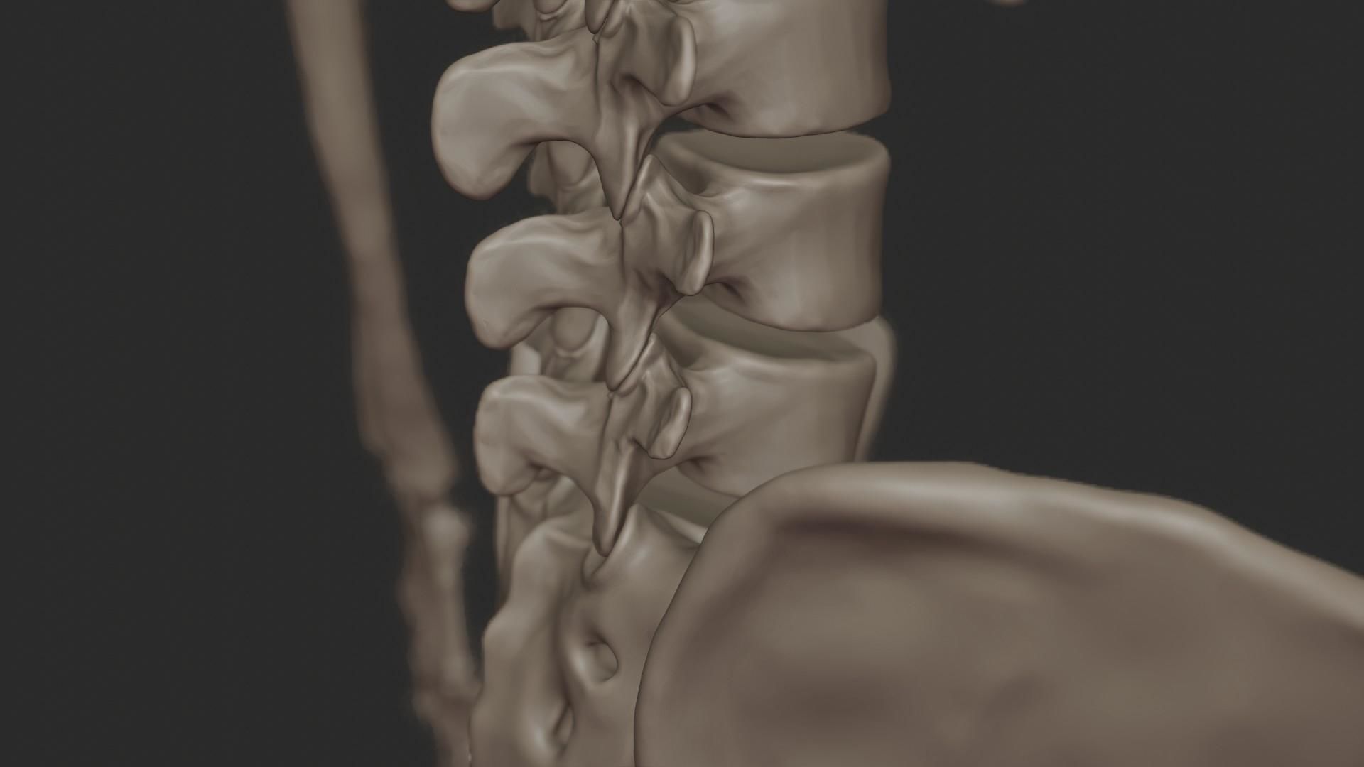 Human Skeletal System High Poly 3D model_22