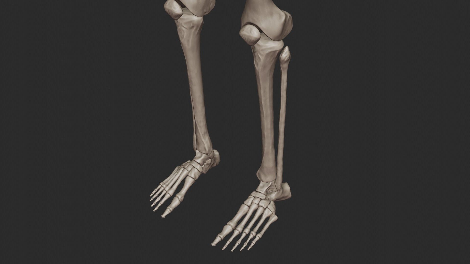 Human Skeletal System High Poly 3D model_30
