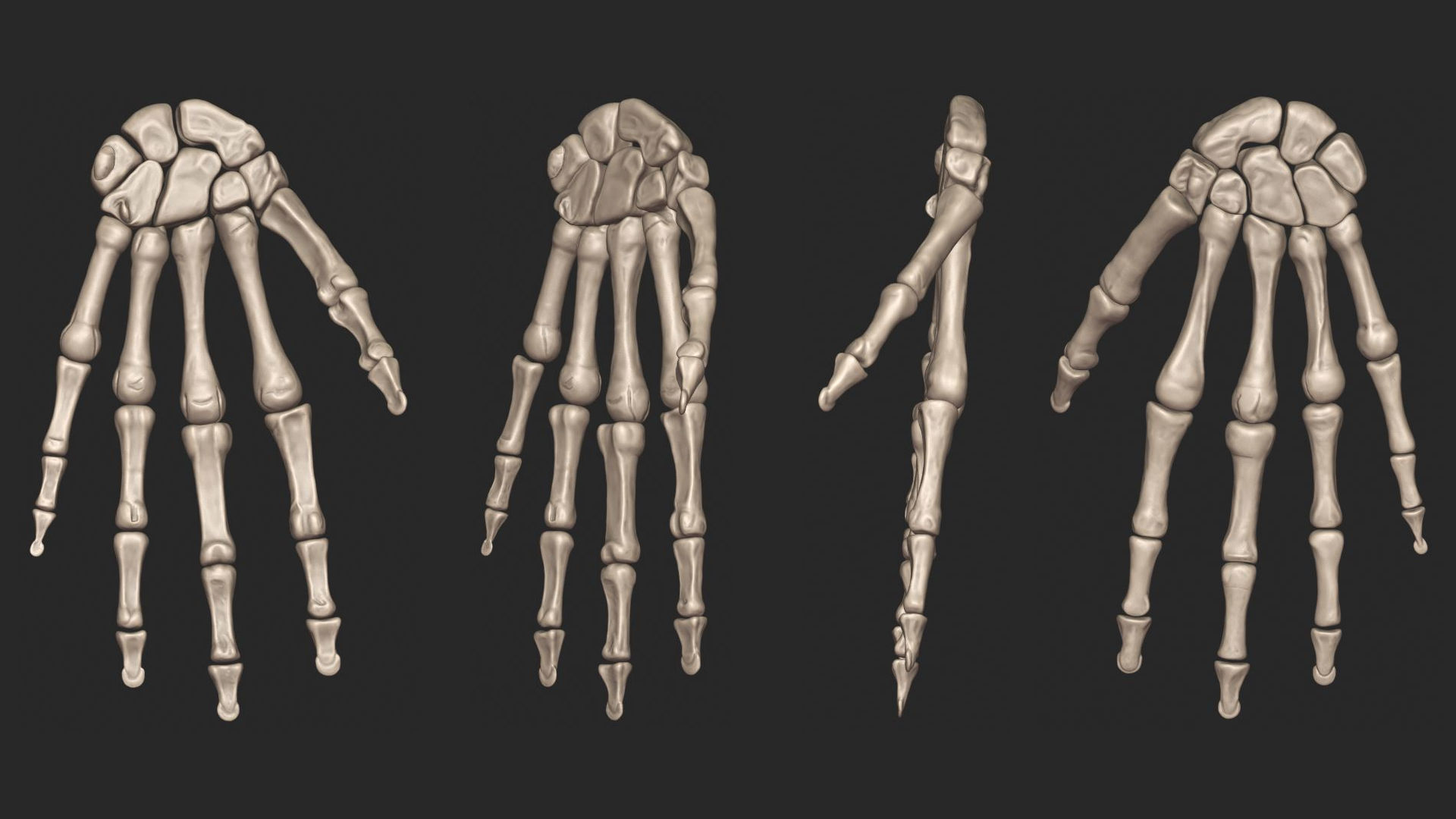 Human Skeletal System High Poly 3D model_25