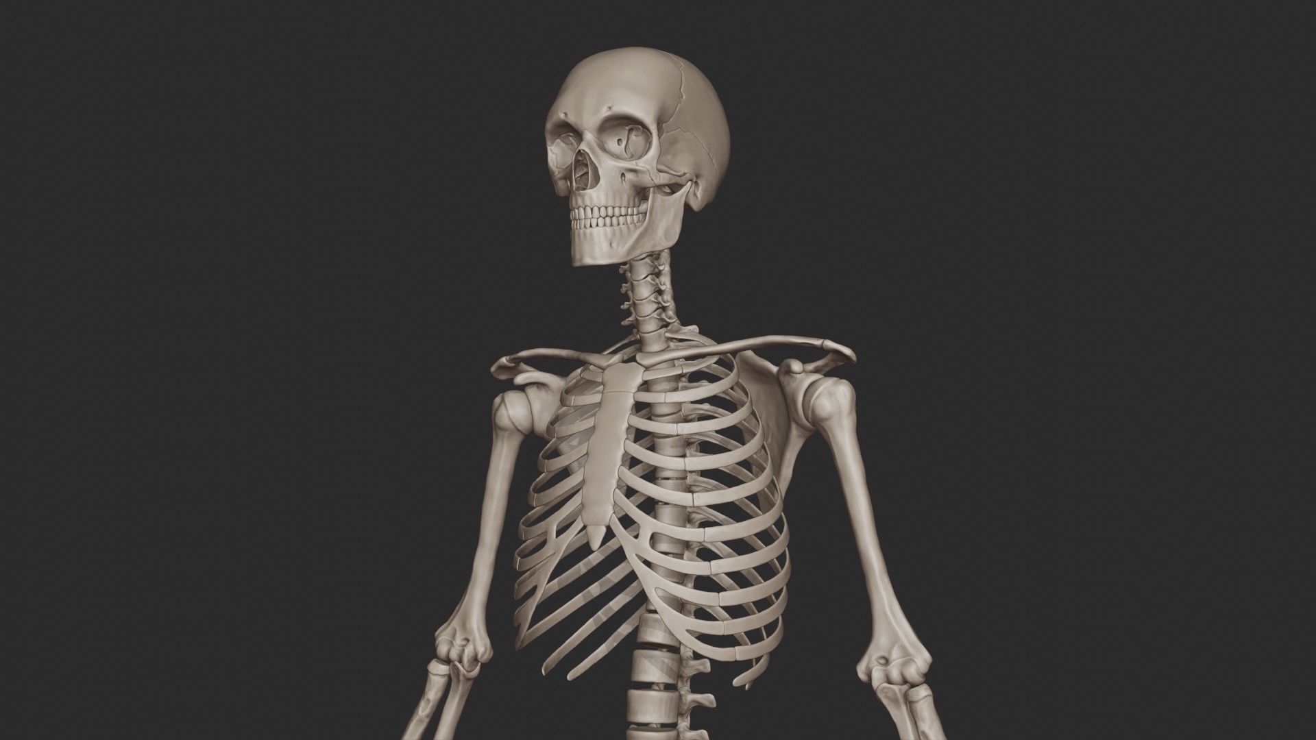 Human Skeletal System High Poly 3D model_16