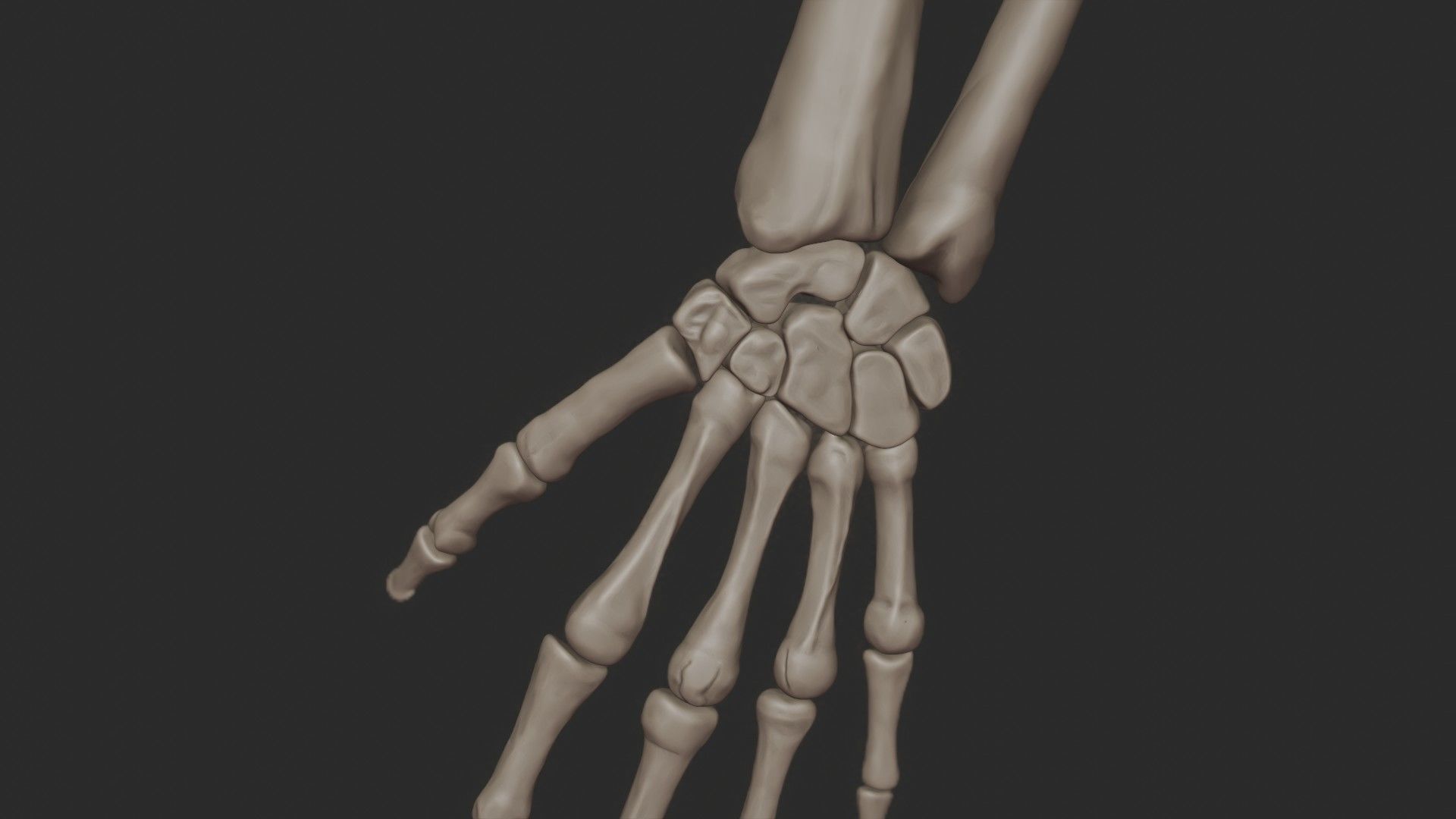 Human Skeletal System High Poly 3D model_26