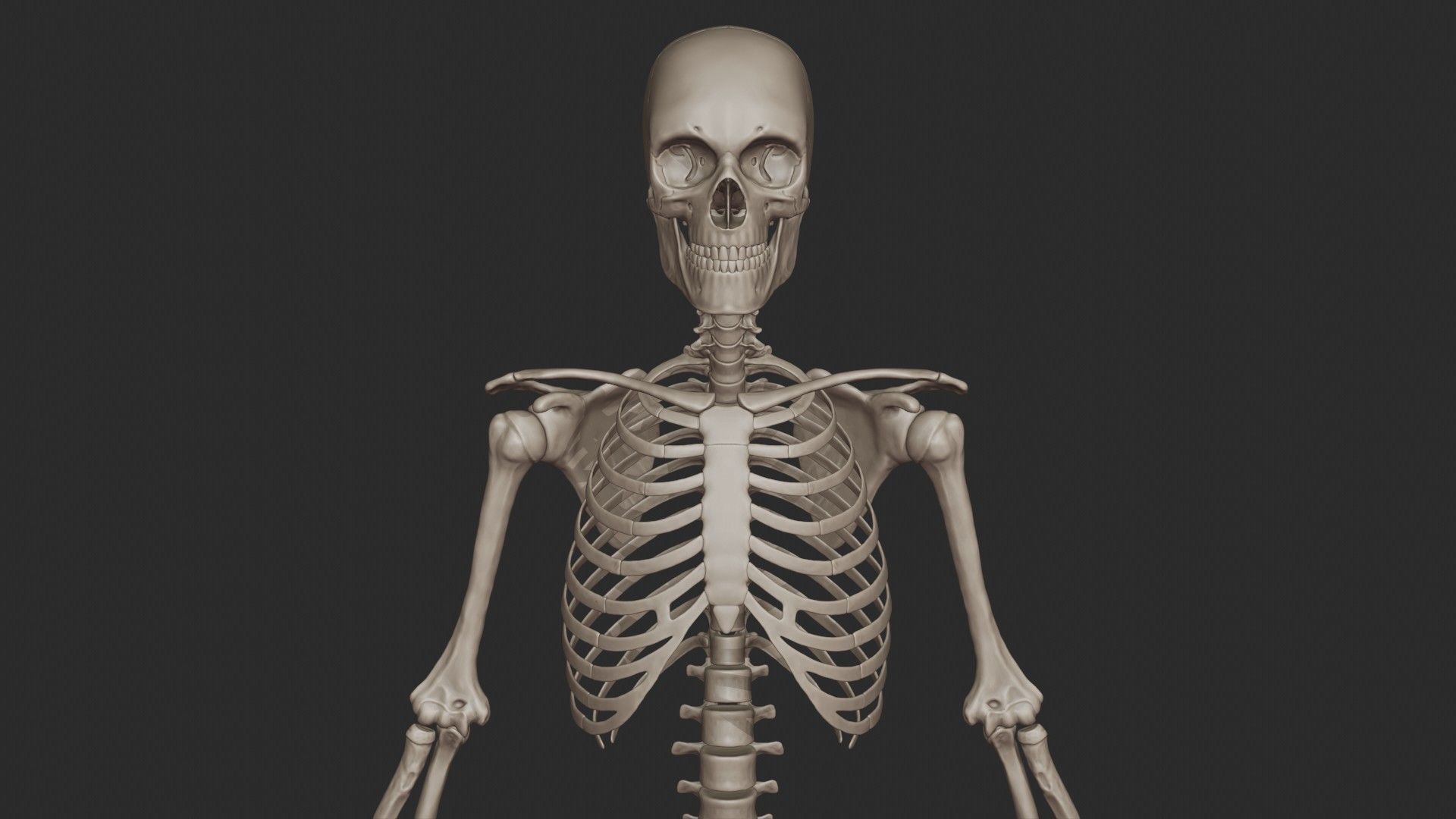Human Skeletal System High Poly 3D model_12