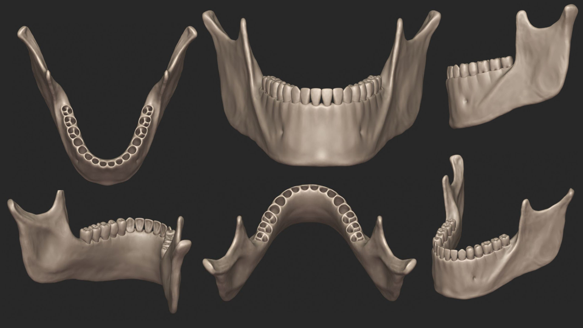 Human Skeletal System High Poly 3D model_14