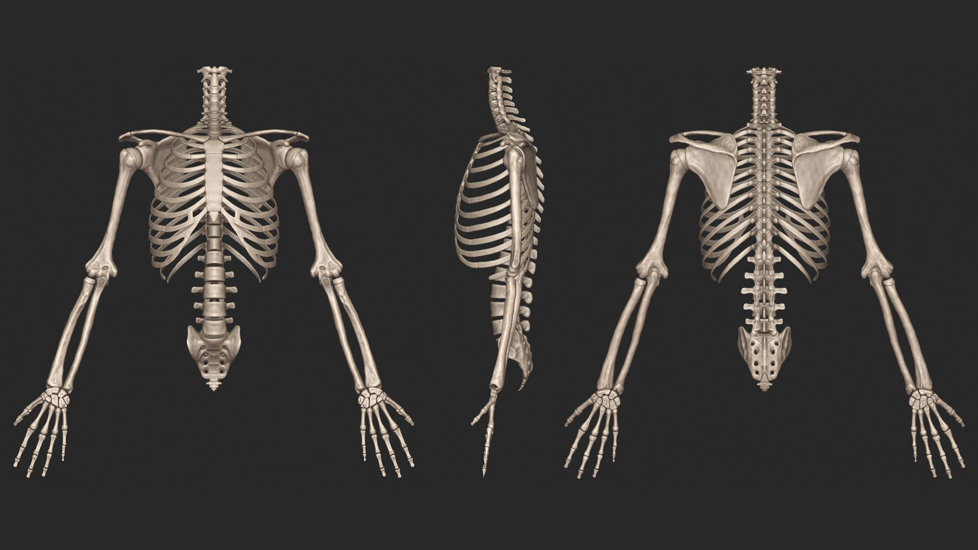 Human Skeletal System High Poly 3D model_7