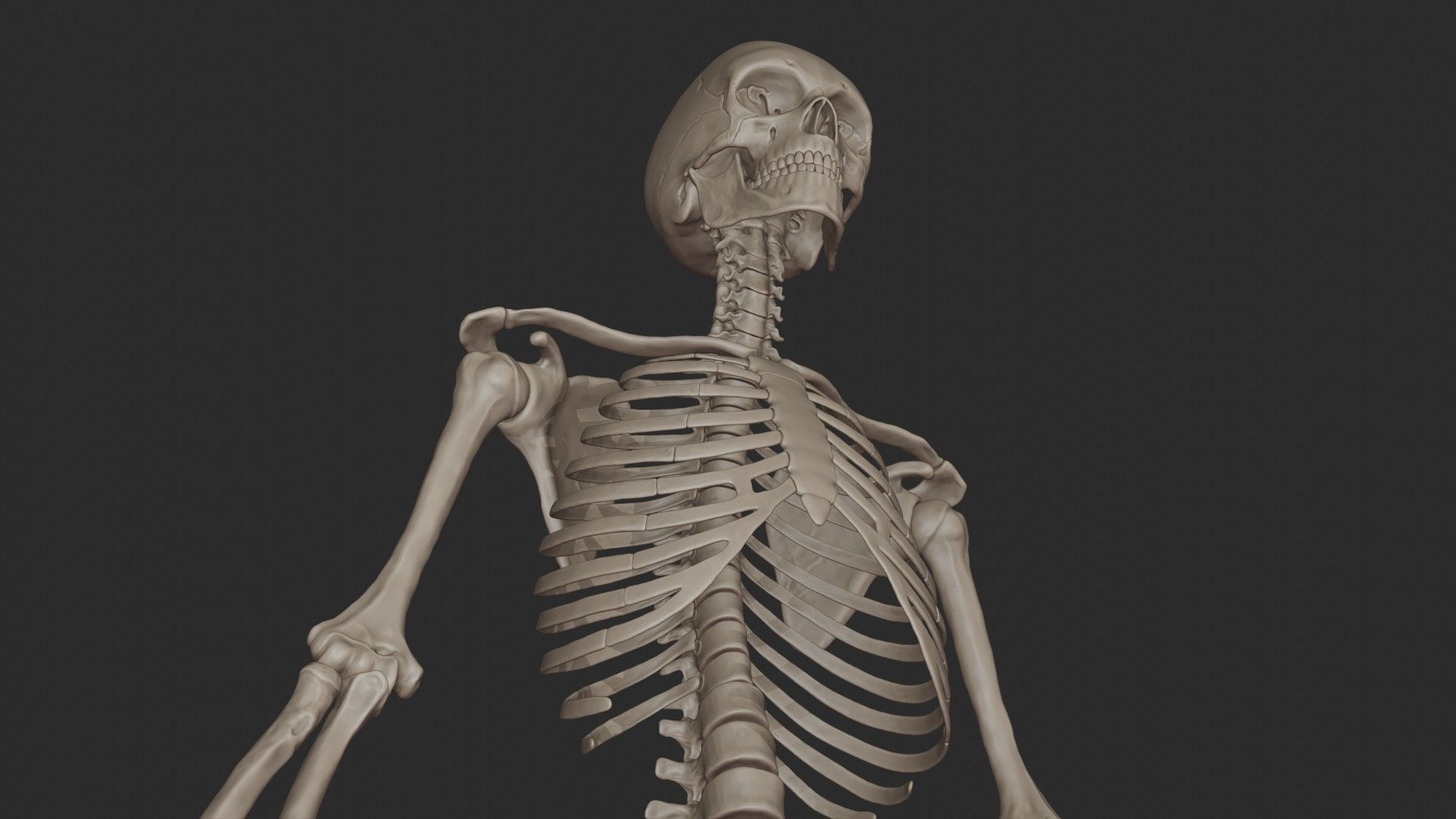 Human Skeletal System High Poly 3D model_19