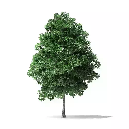 White Ash Tree 3D Model 4m