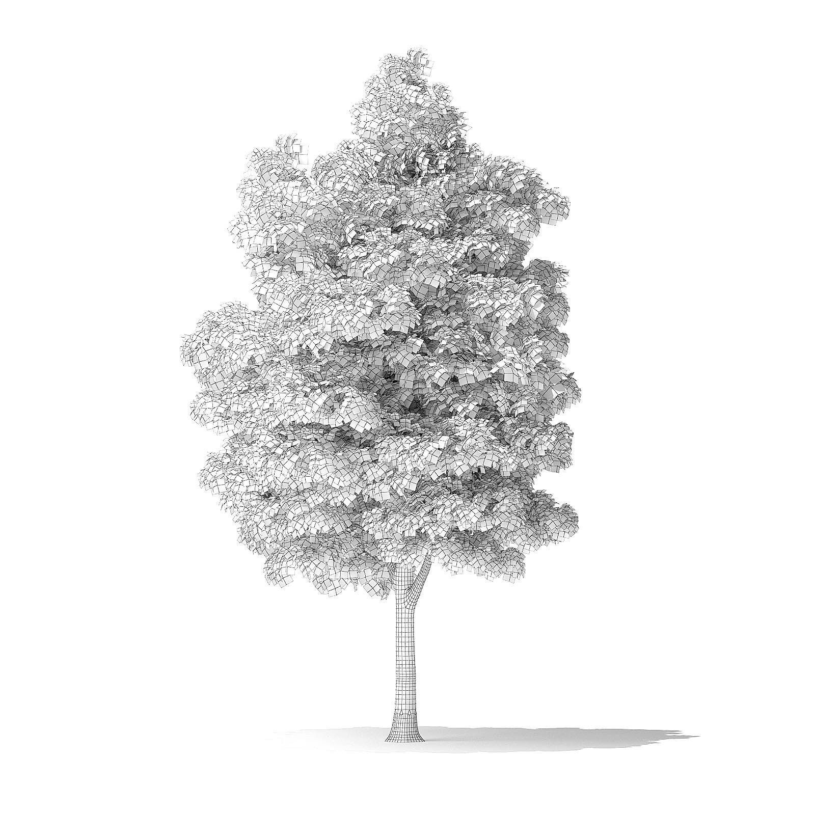 White Ash Tree 3D Model 7m 3D model_1