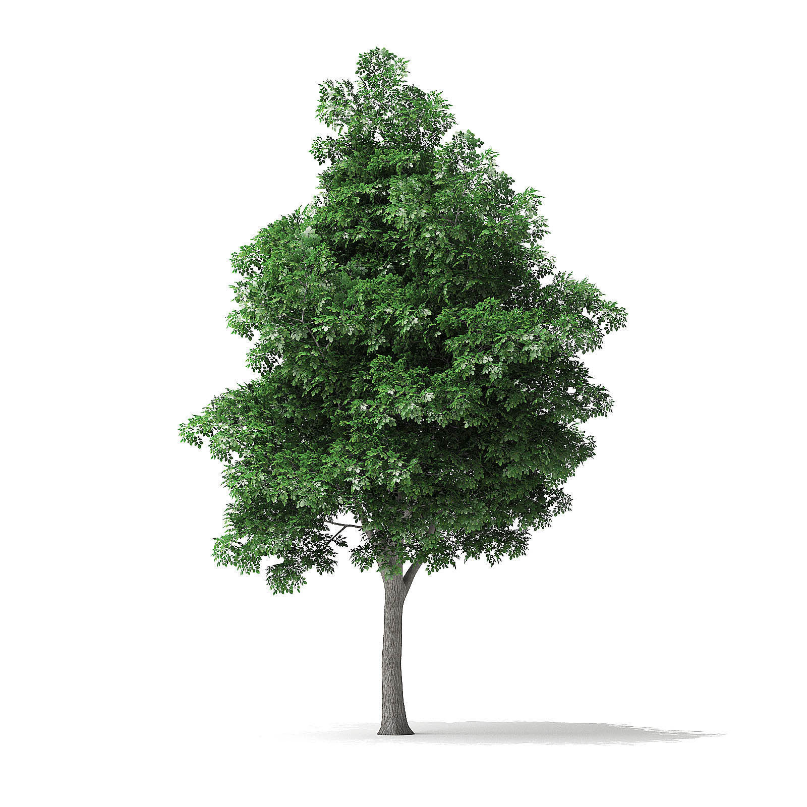 White Ash Tree 3D Model 7m 3D model_6