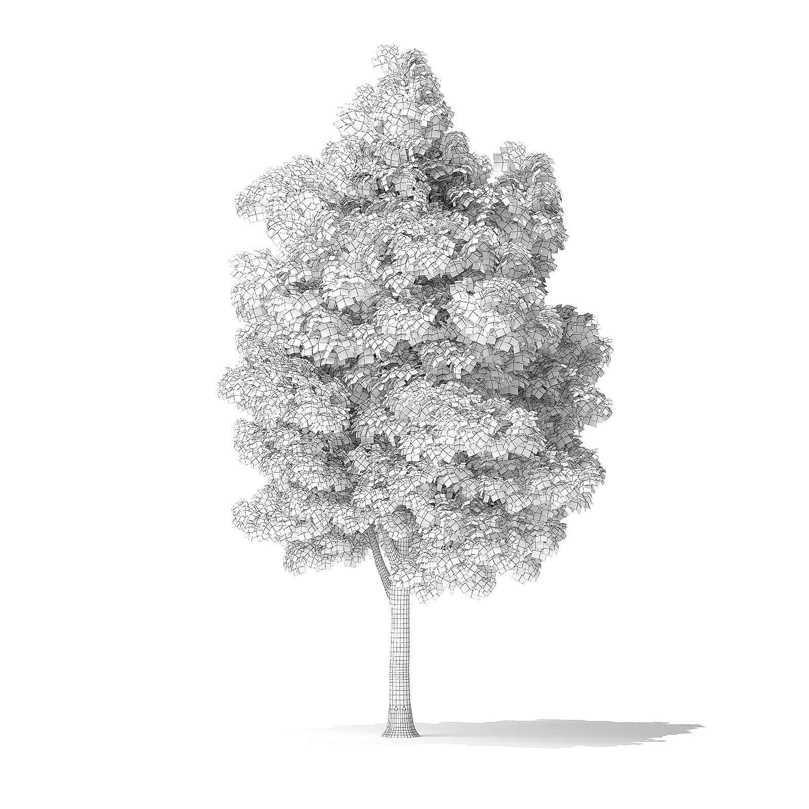 White Ash Tree 3D Model 7m 3D model_5