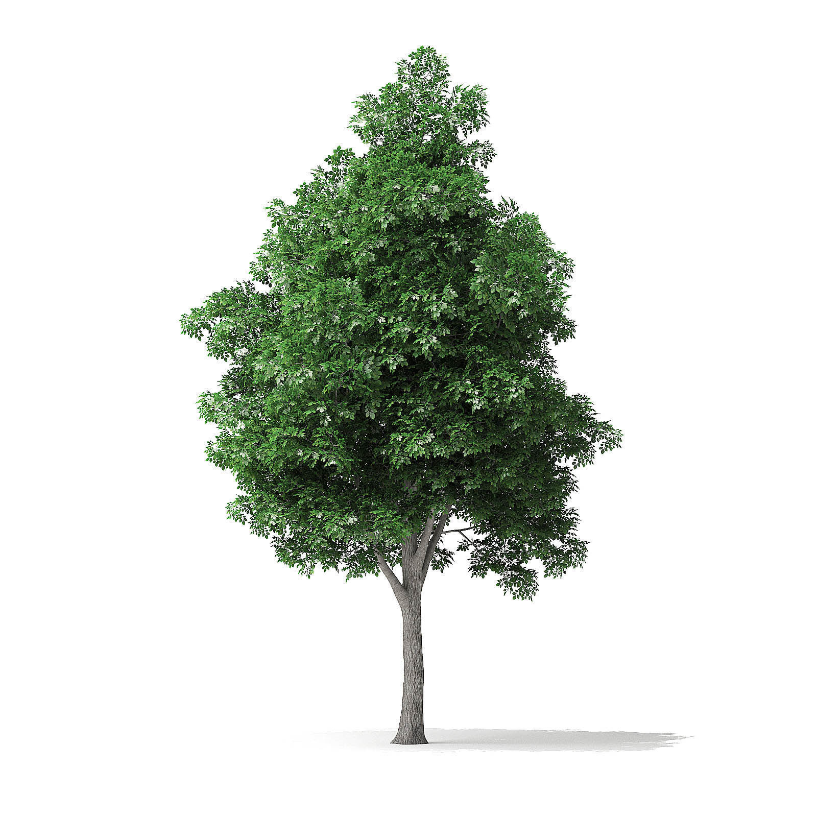 White Ash Tree 3D Model 7m 3D model_2