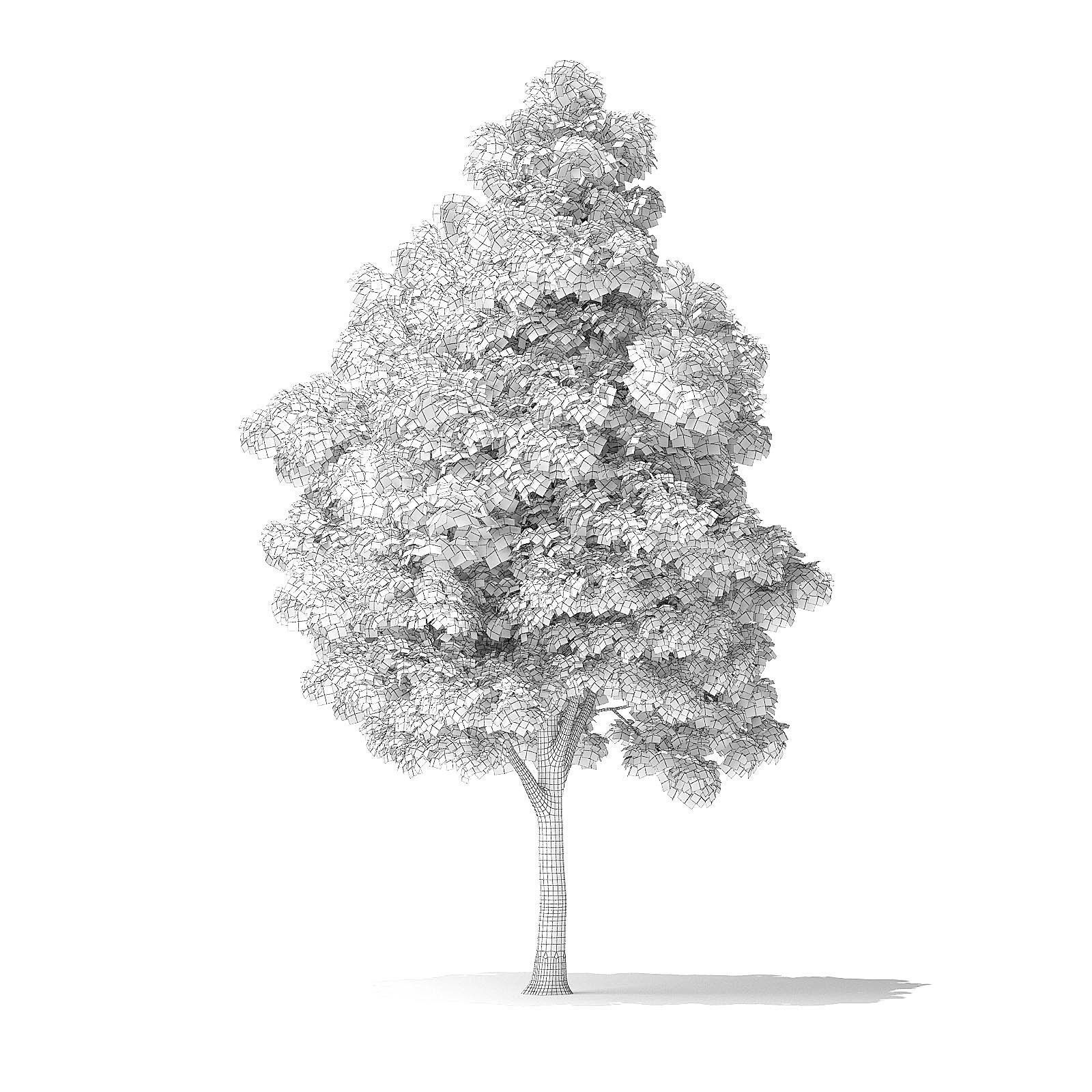 White Ash Tree 3D Model 7m 3D model_3