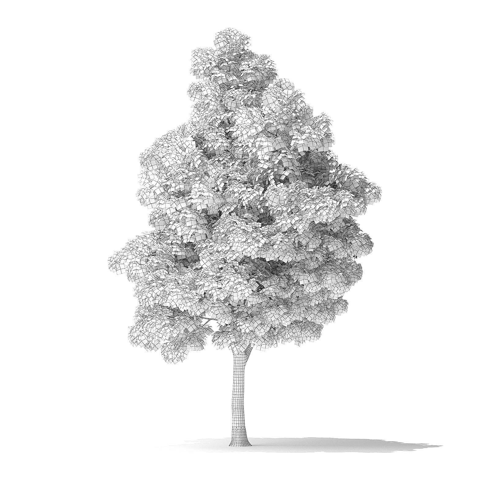 White Ash Tree 3D Model 7m 3D model_7