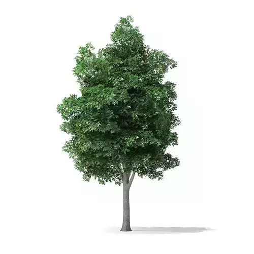 White Ash Tree 3D Model 7m