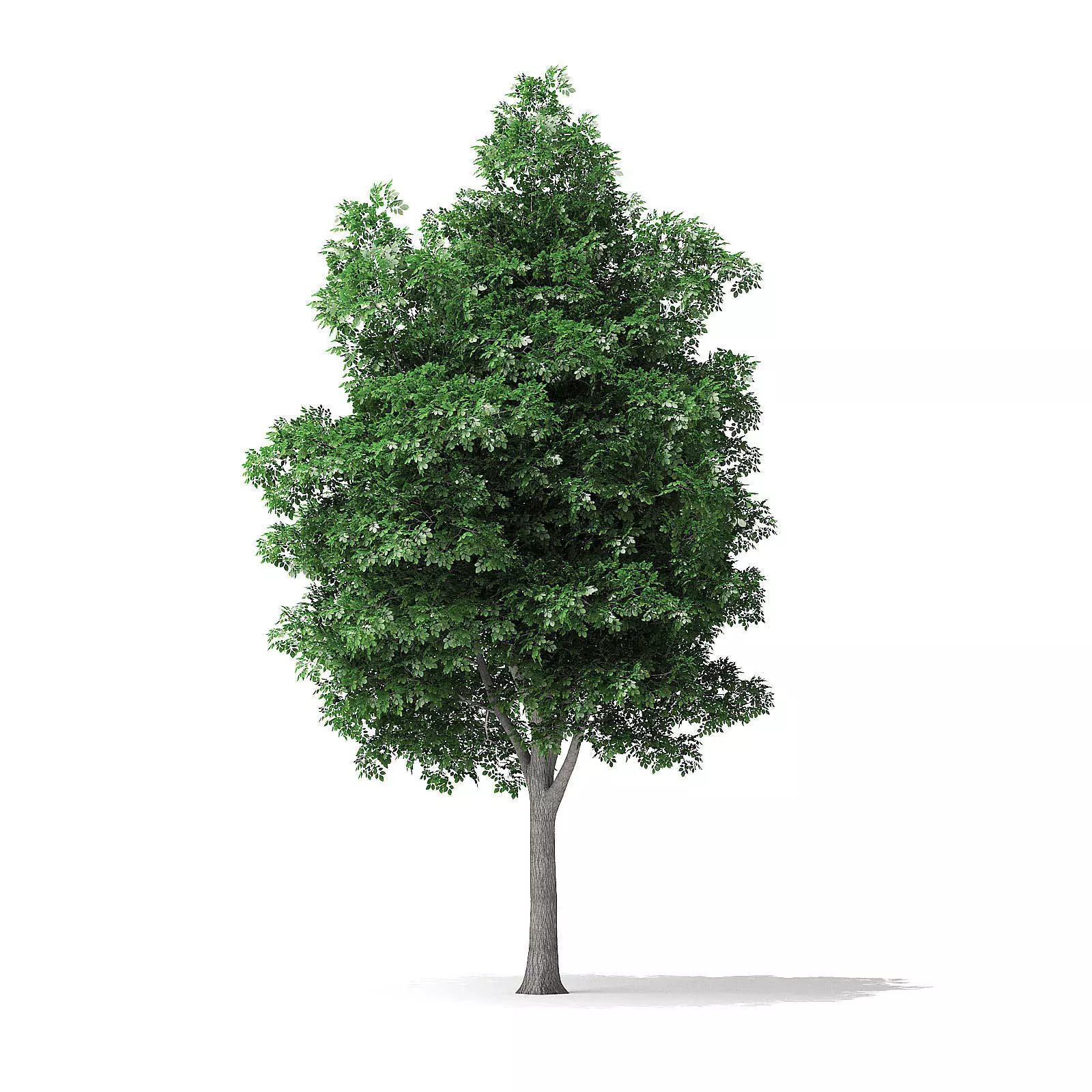 White Ash Tree 3D Model 7m 3D model_0