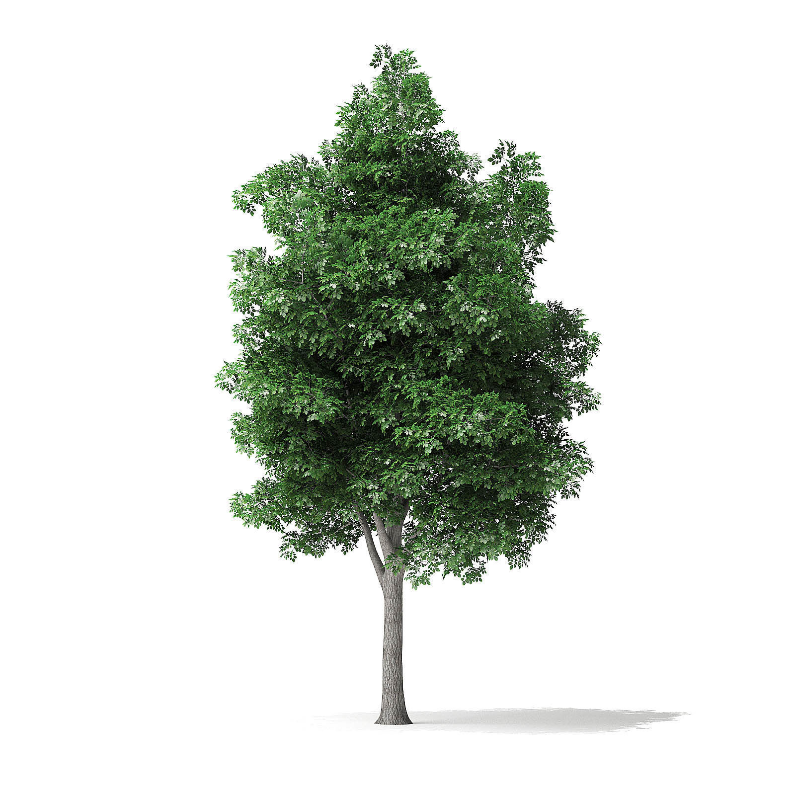 White Ash Tree 3D Model 7m 3D model_4