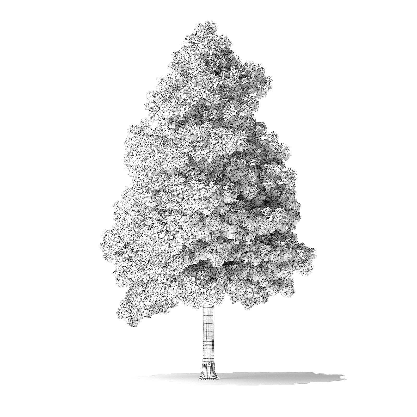 White Ash Tree 3D Model 9m 3D model_7