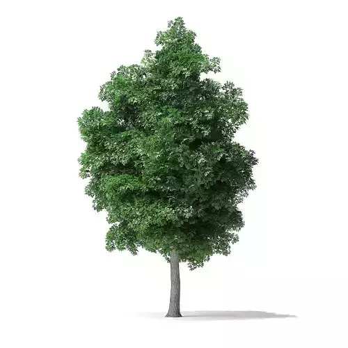 White Ash Tree 3D Model 9m 3D model