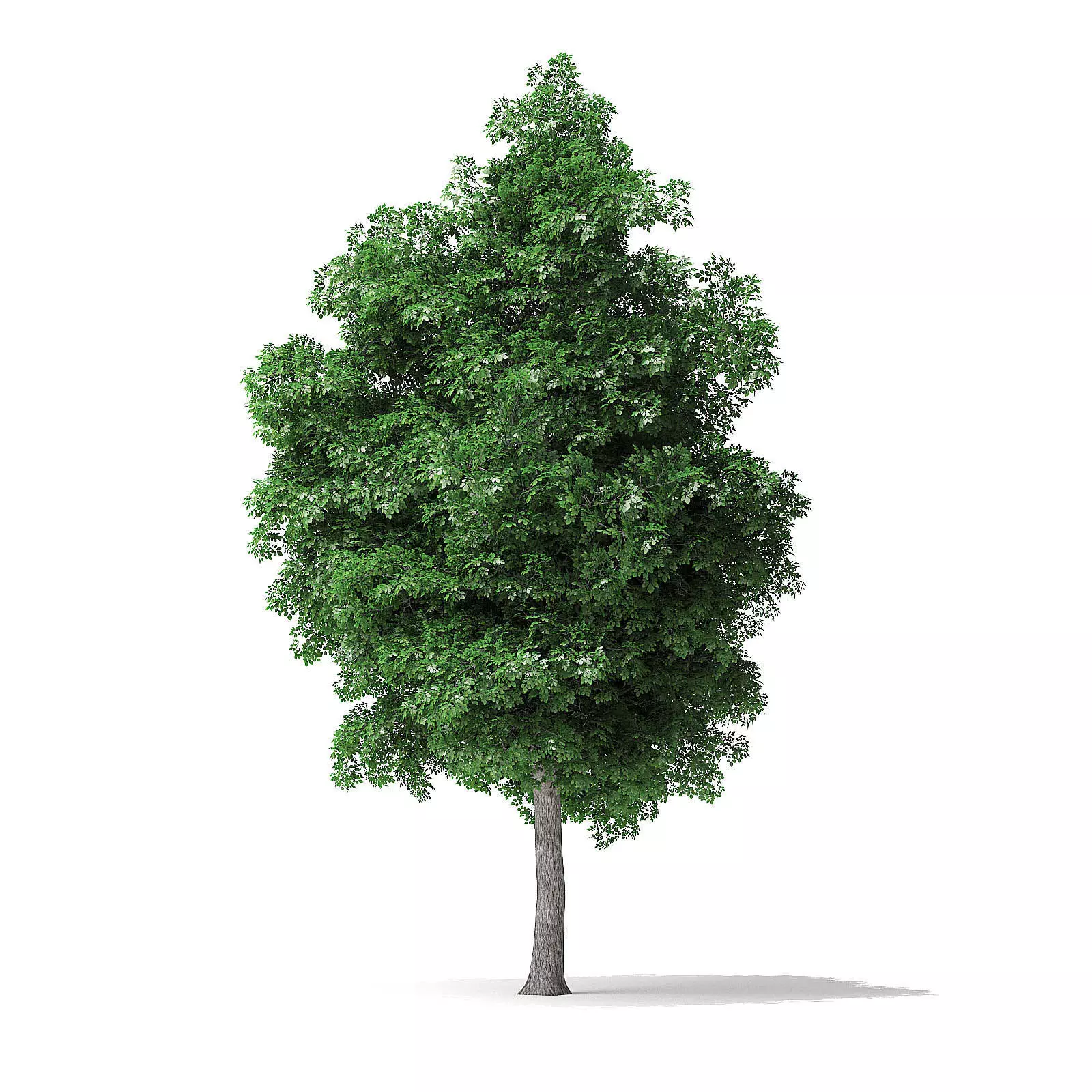 White Ash Tree 3D Model 9m 3D model_0