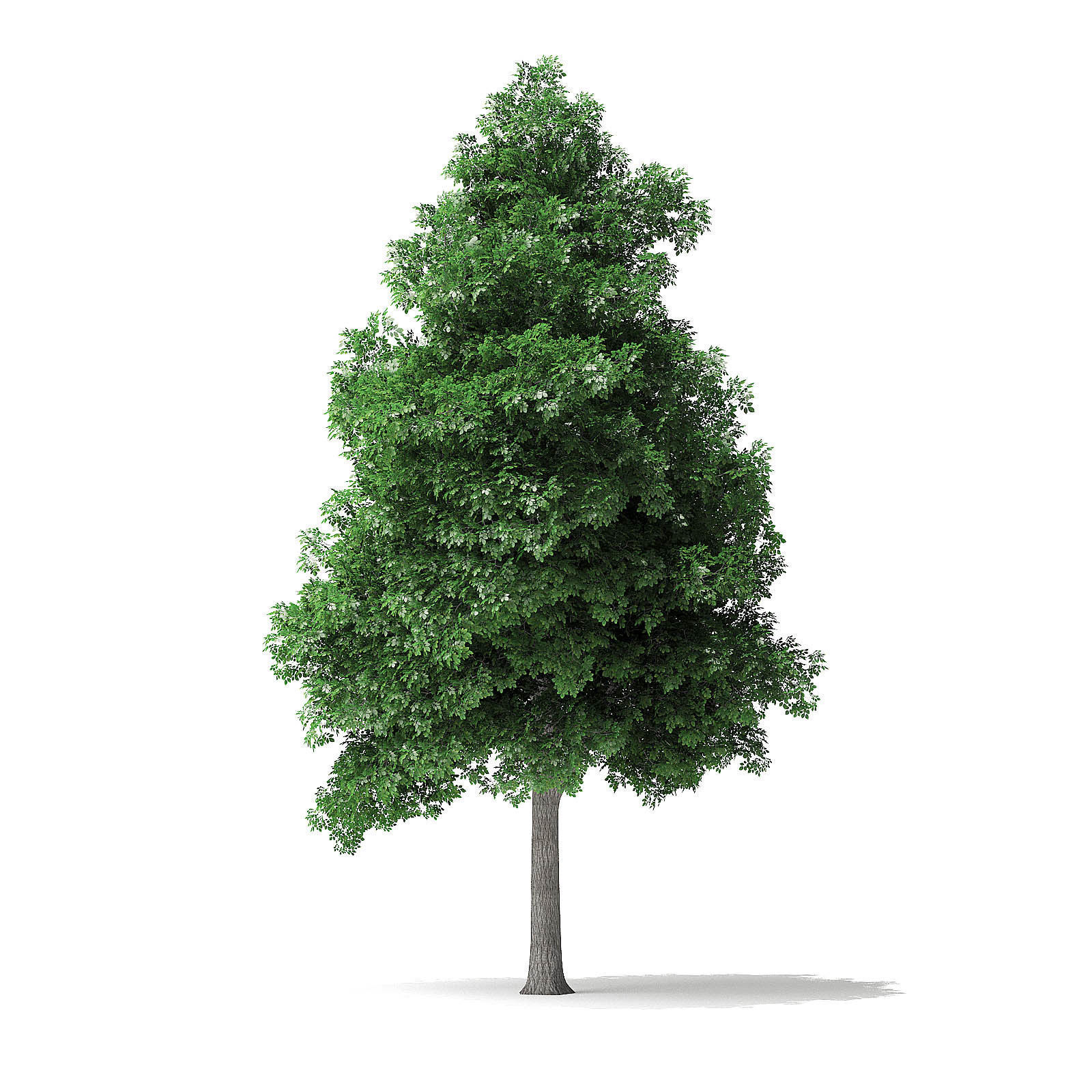 White Ash Tree 3D Model 9m 3D model_6