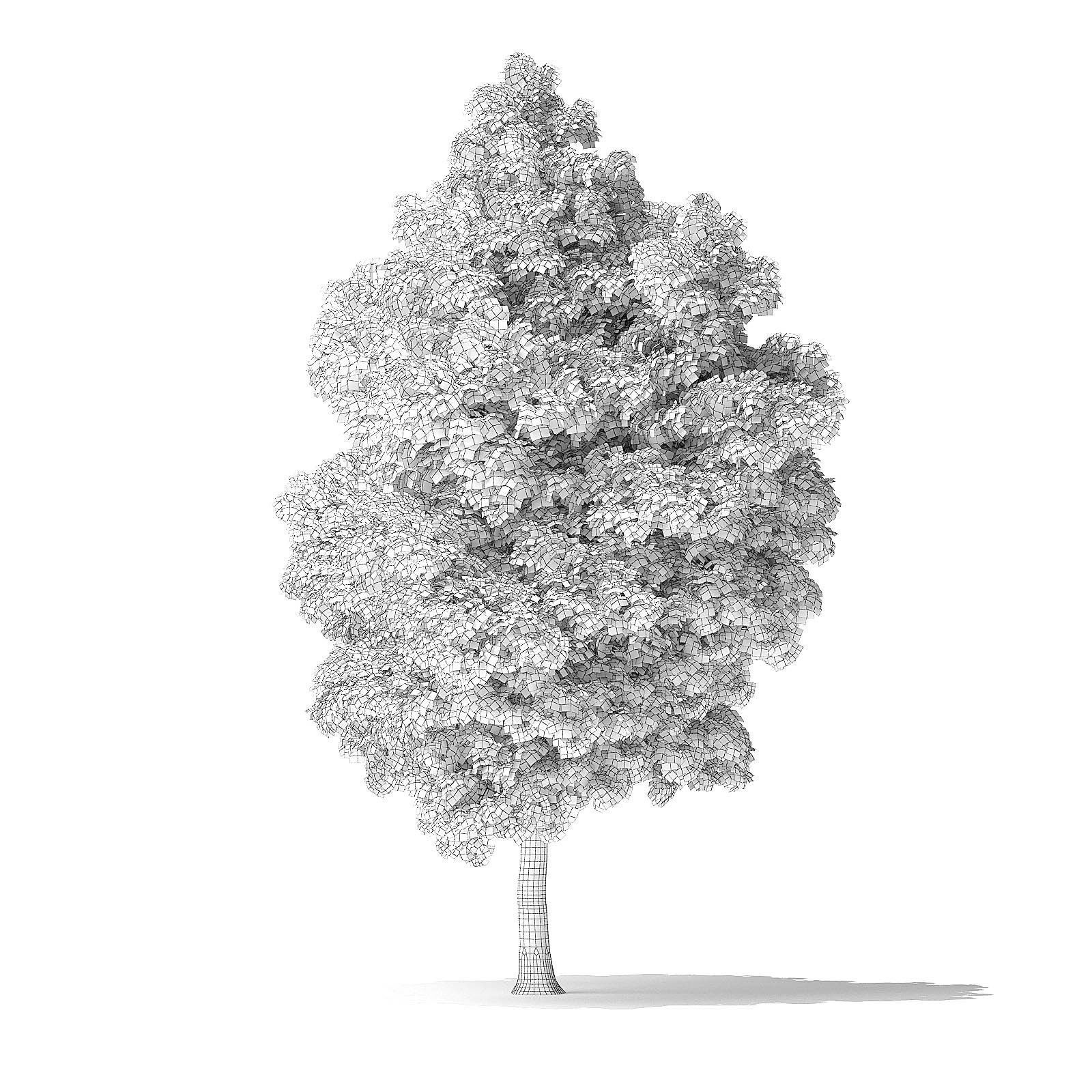 White Ash Tree 3D Model 9m 3D model_5