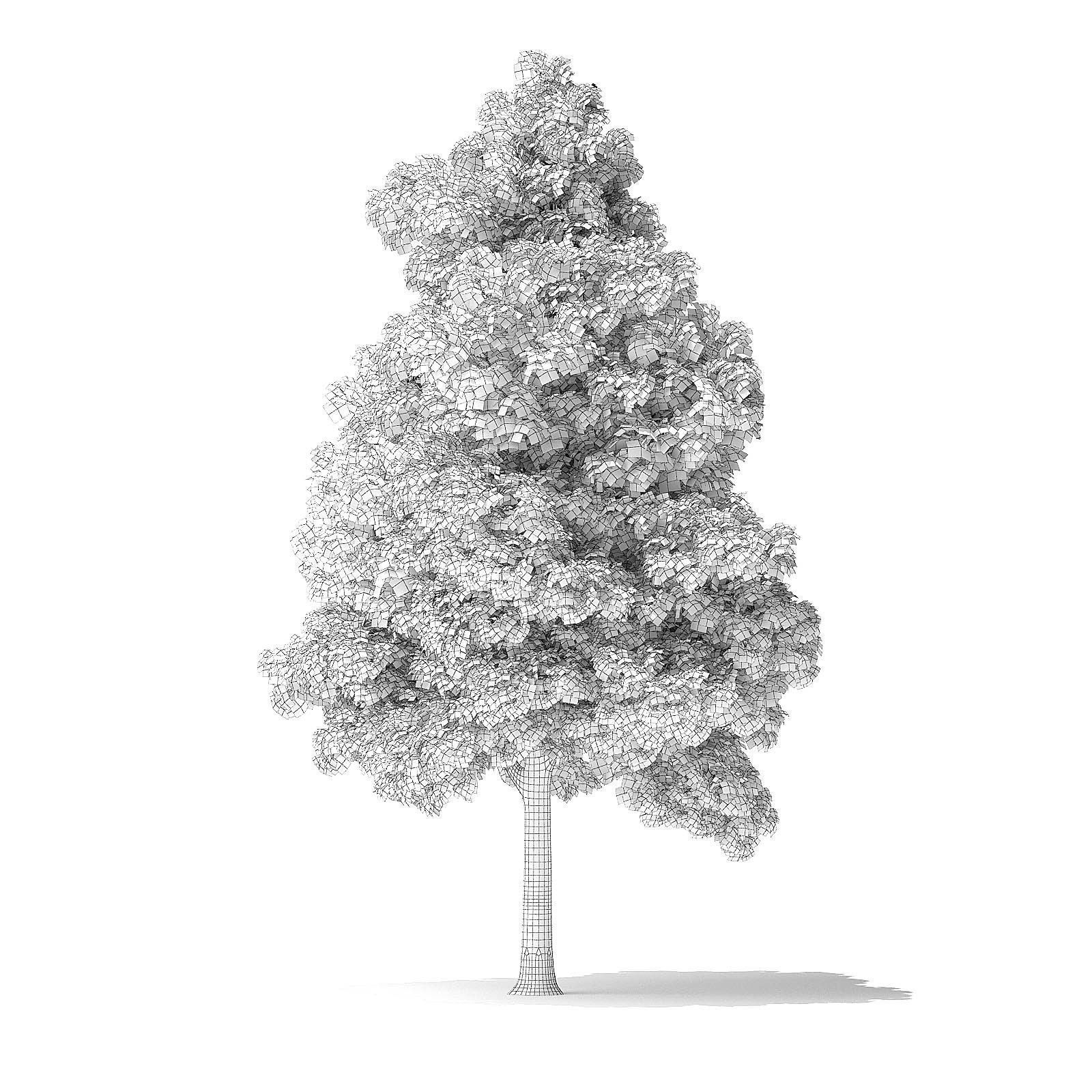 White Ash Tree 3D Model 9m 3D model_3