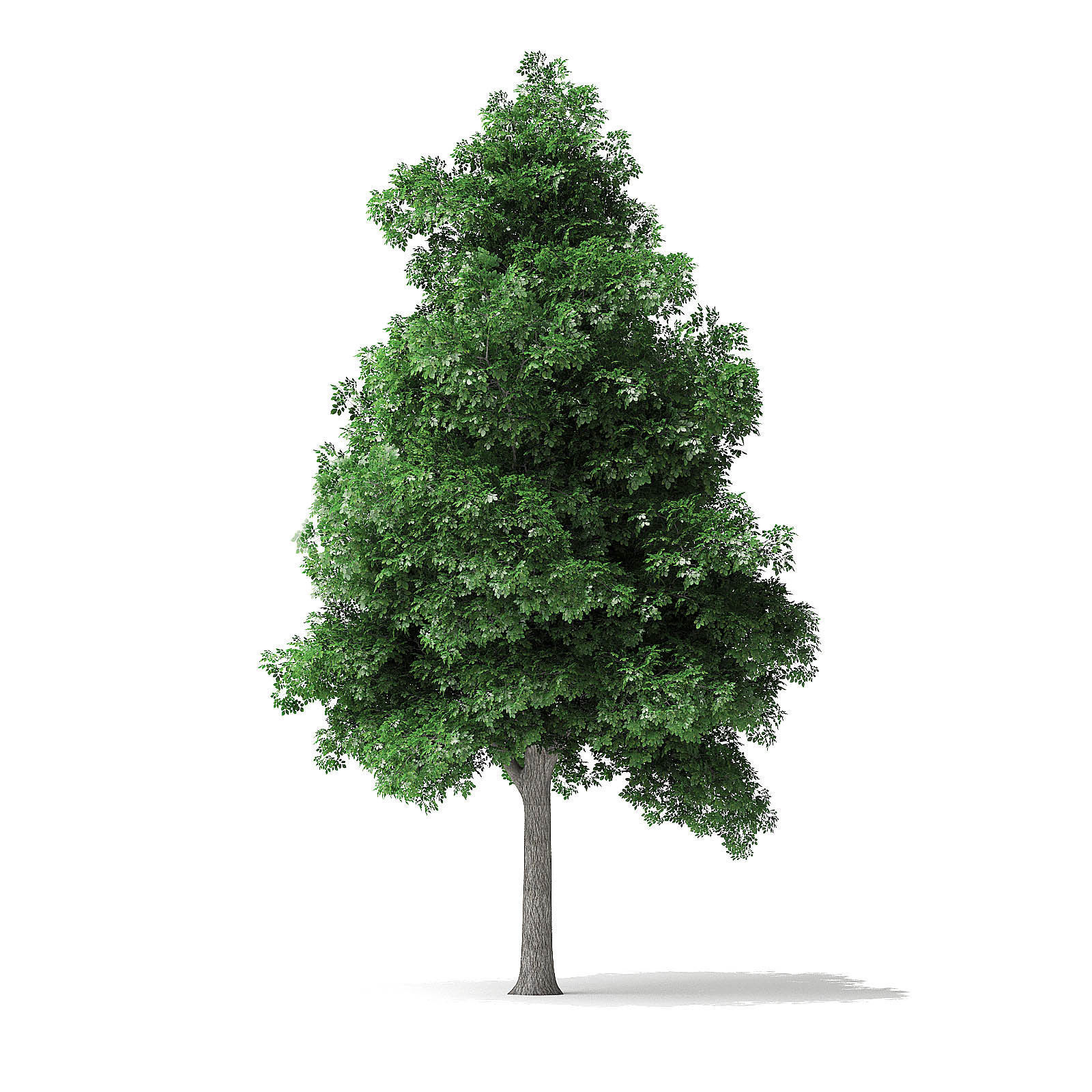 White Ash Tree 3D Model 9m 3D model_2
