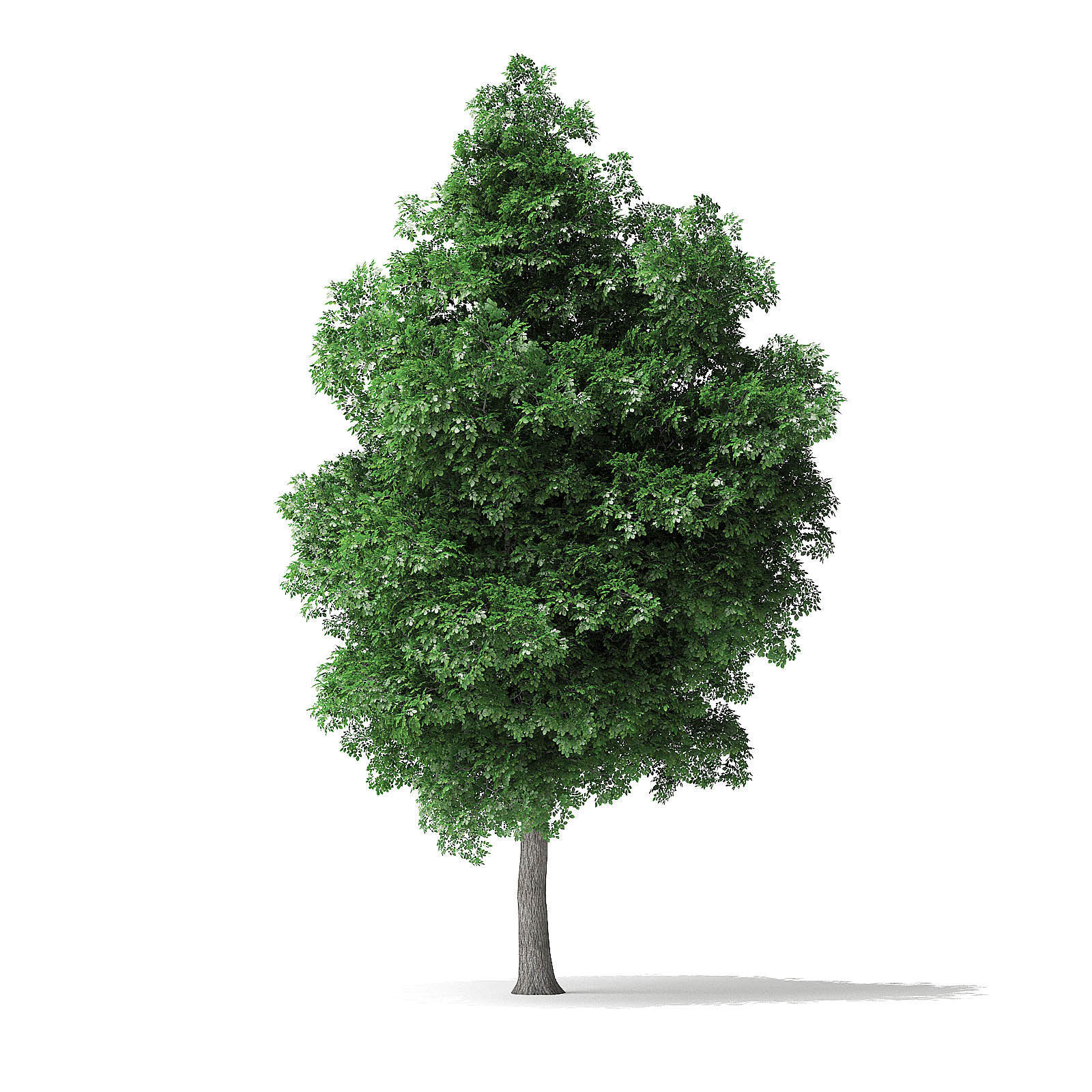 White Ash Tree 3D Model 9m 3D model_4