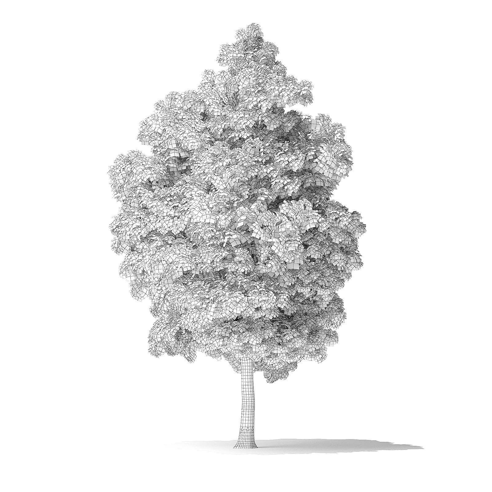 White Ash Tree 3D Model 9m 3D model_1