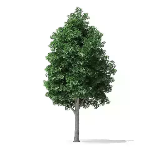 White Ash Tree 3D Model 10m 3D model