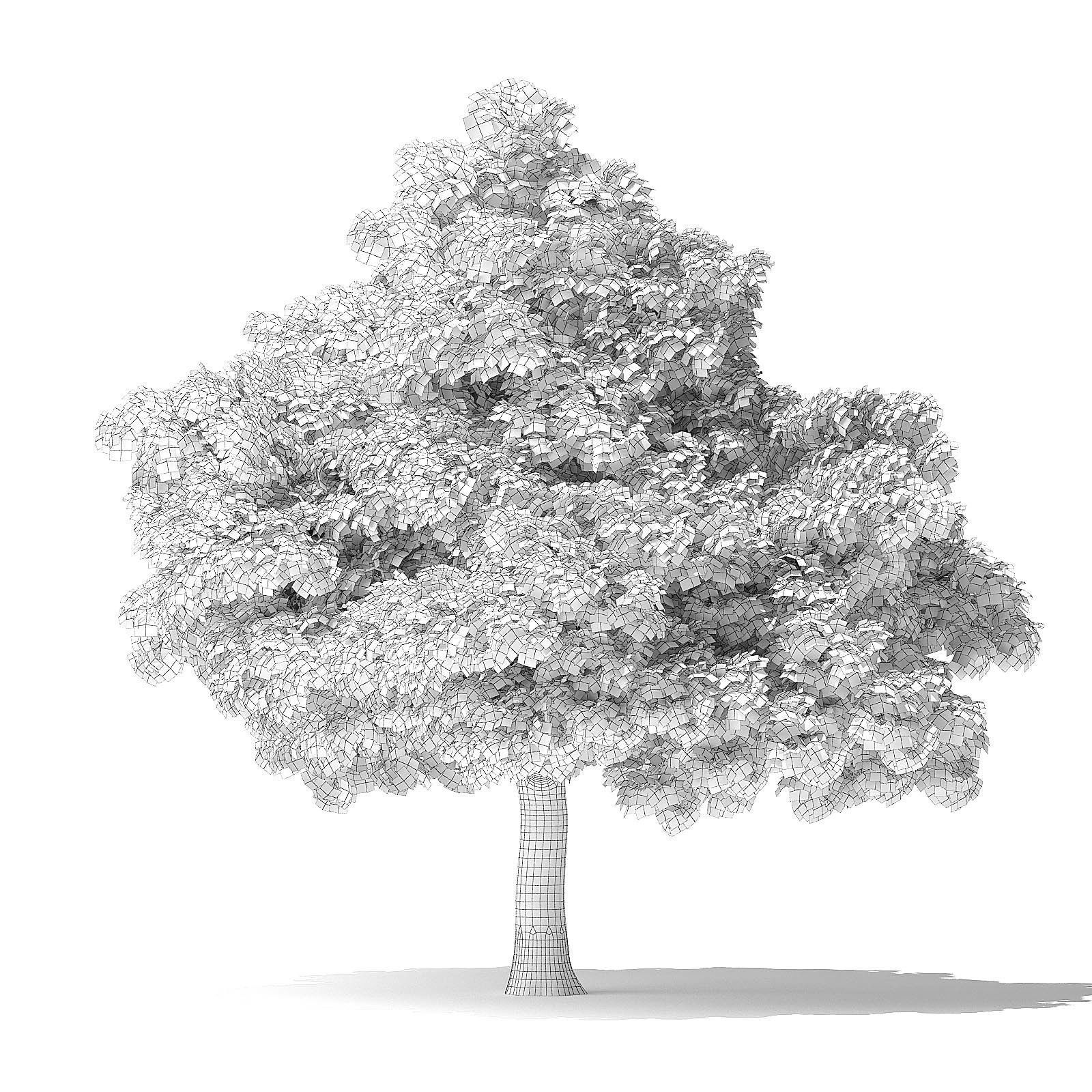 White Ash Tree 3D Model 7m 3D model_7