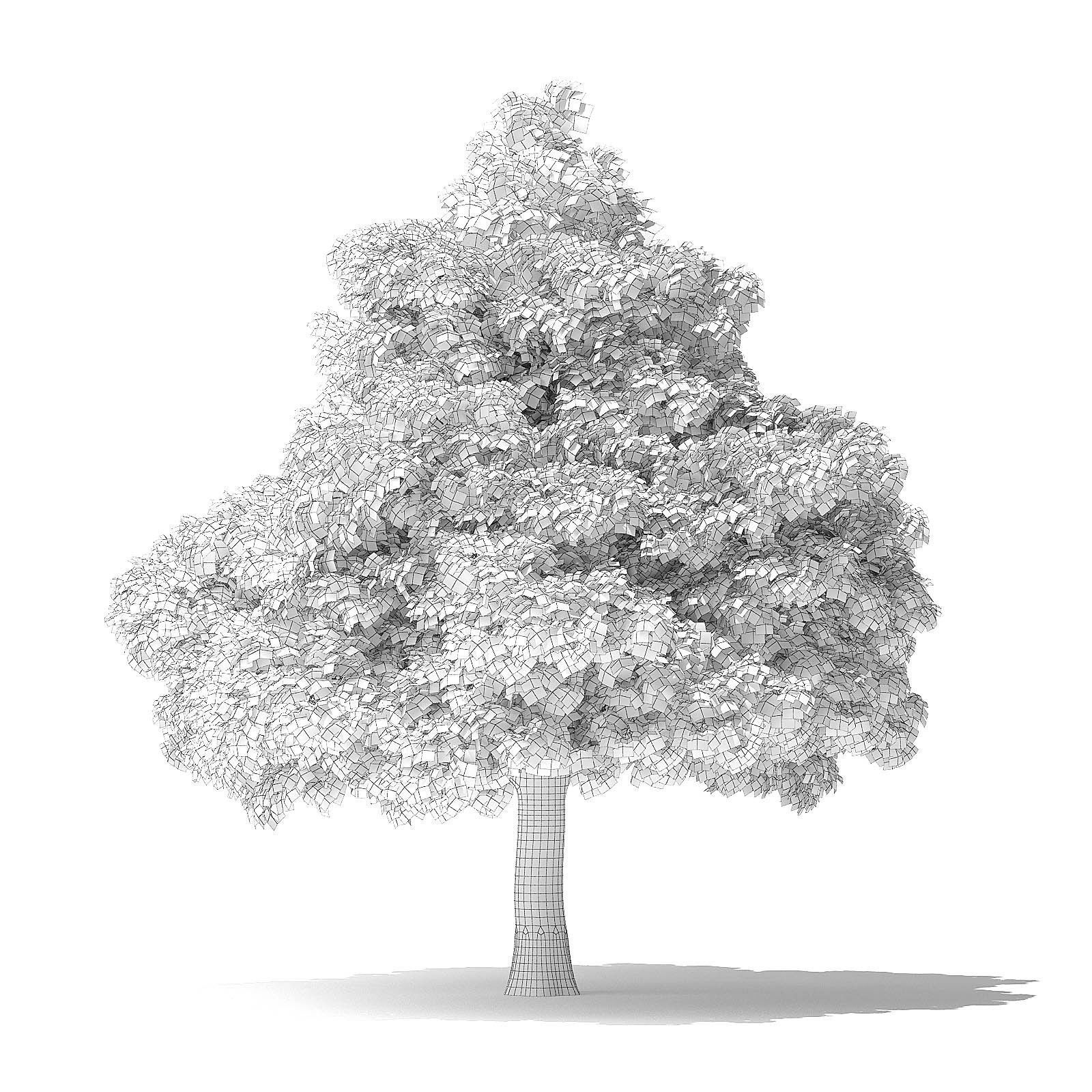 White Ash Tree 3D Model 7m 3D model_1