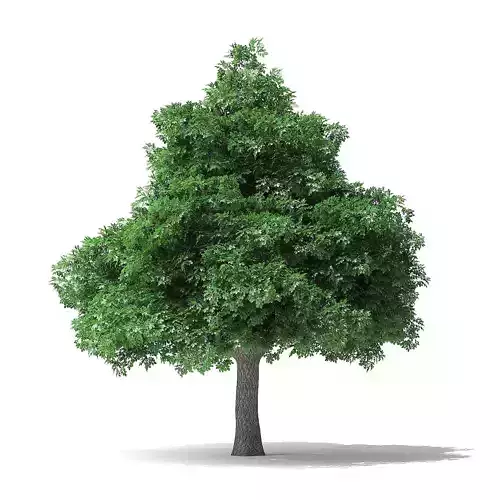 White Ash Tree 3D Model 7m 3D model