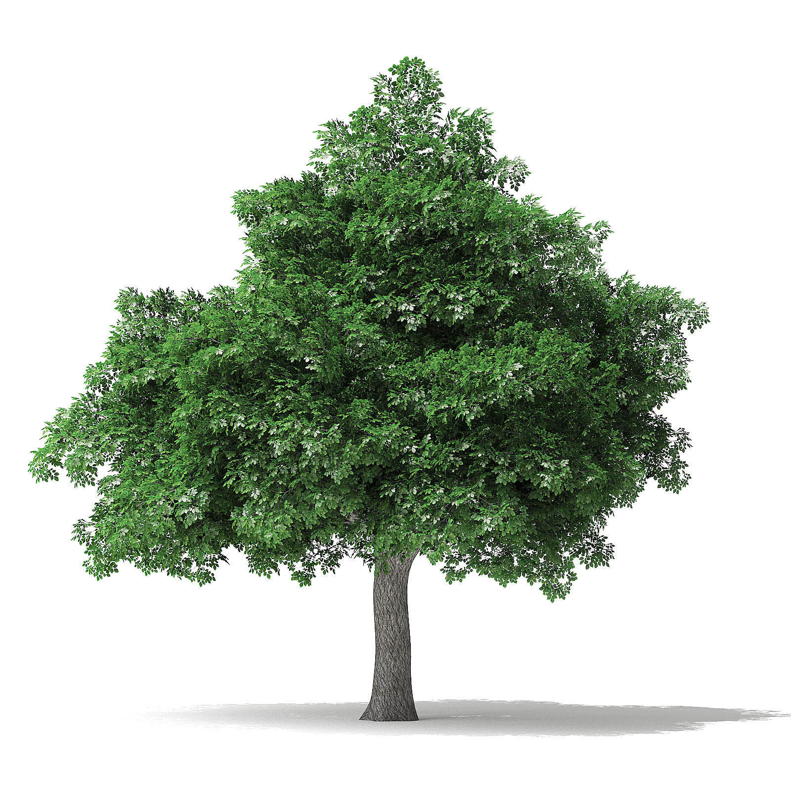 White Ash Tree 3D Model 7m 3D model_2