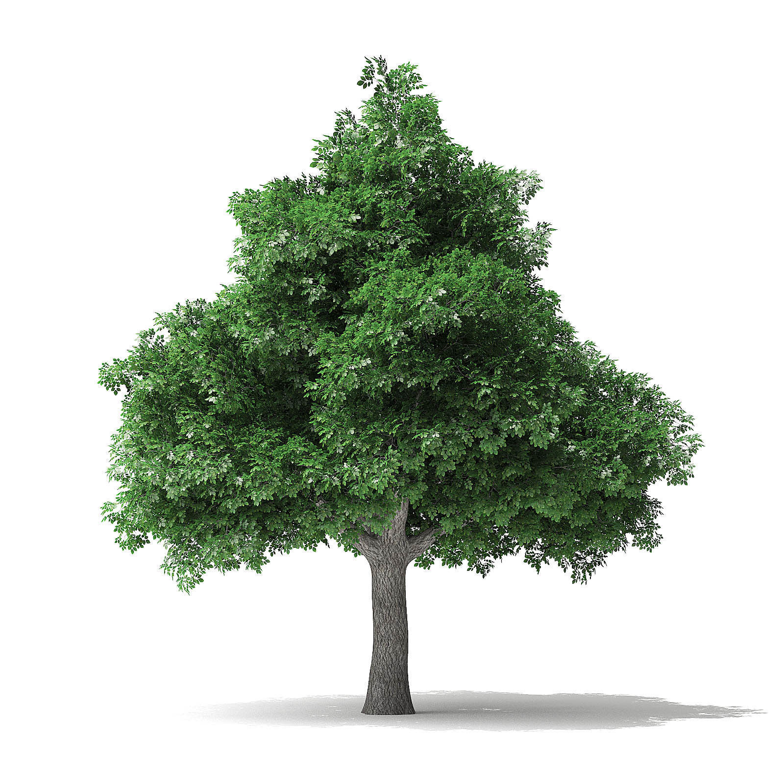 White Ash Tree 3D Model 7m 3D model_4