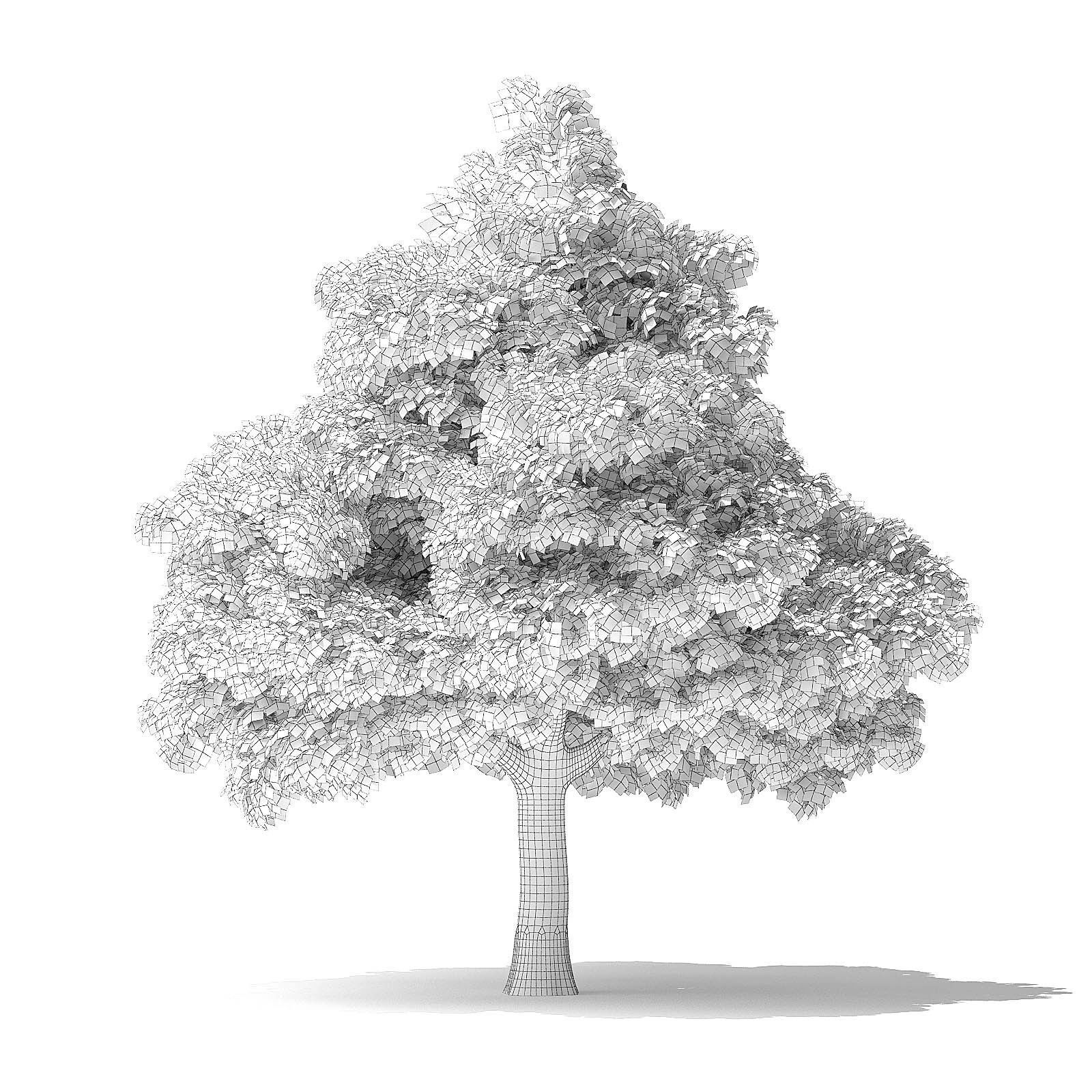 White Ash Tree 3D Model 7m 3D model_5