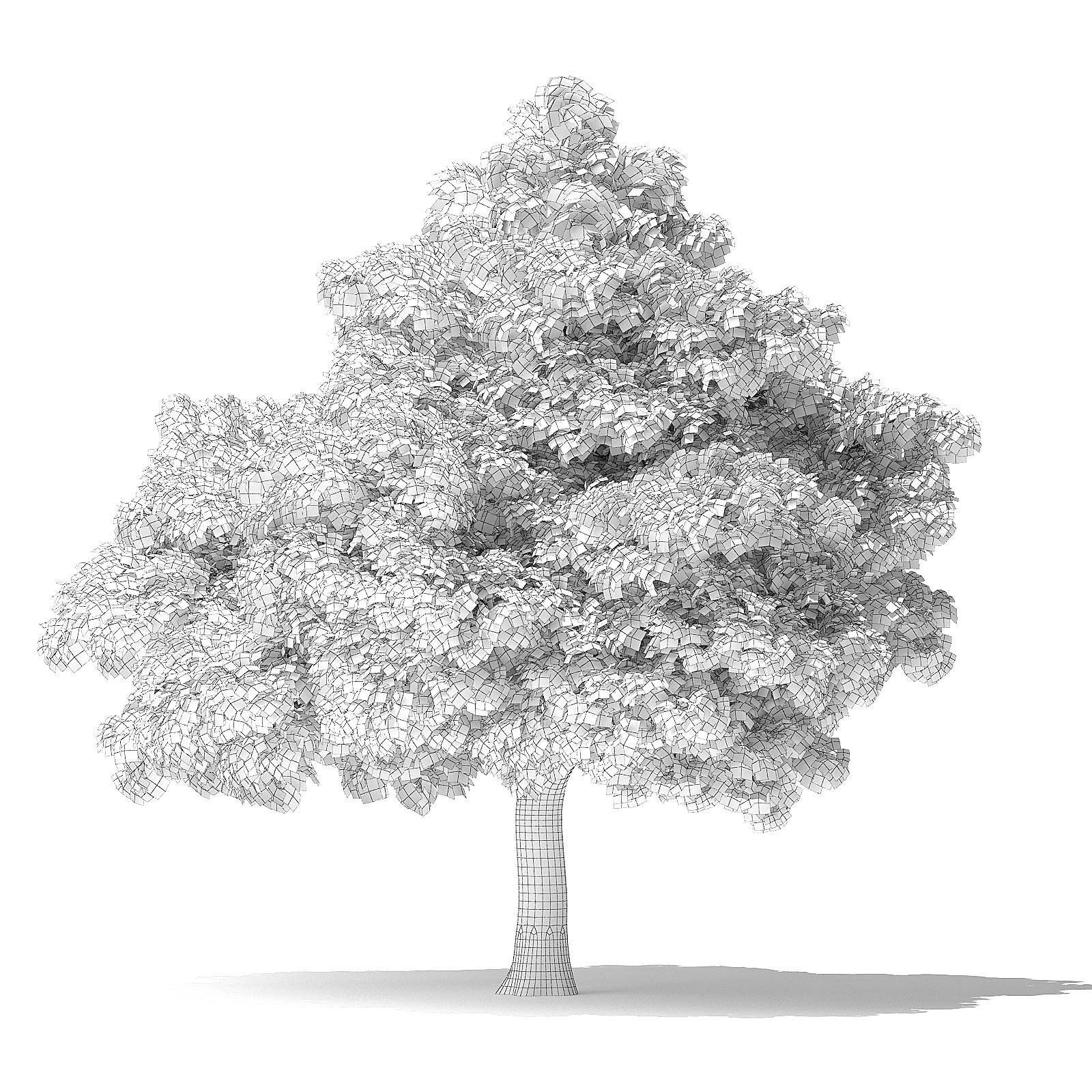 White Ash Tree 3D Model 7m 3D model_3