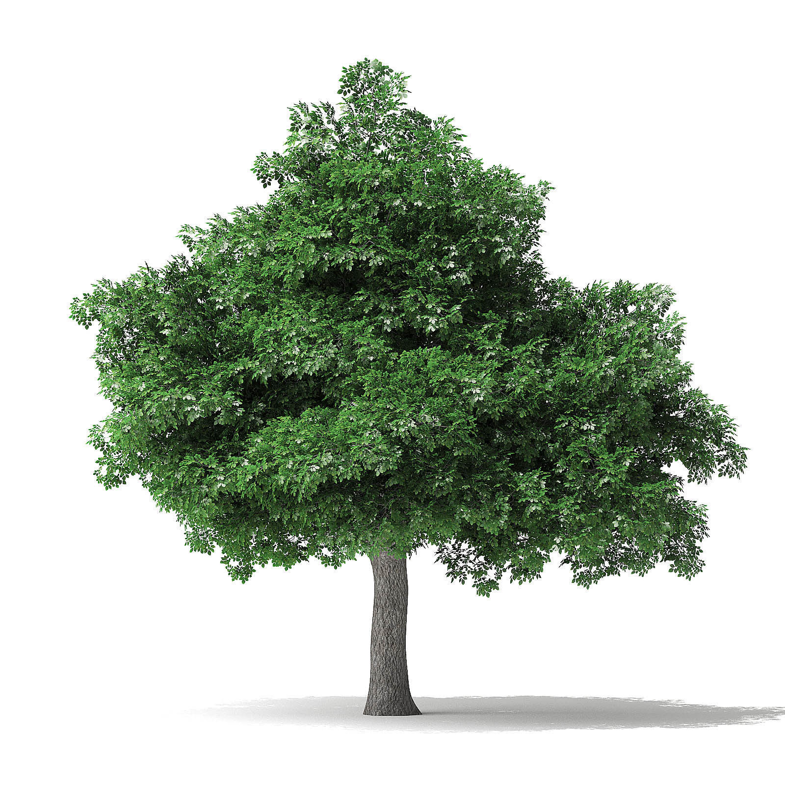 White Ash Tree 3D Model 7m 3D model_6