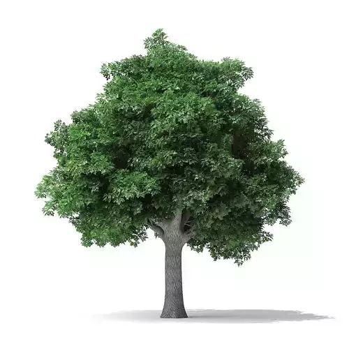 White Ash Tree 3D Model 10m