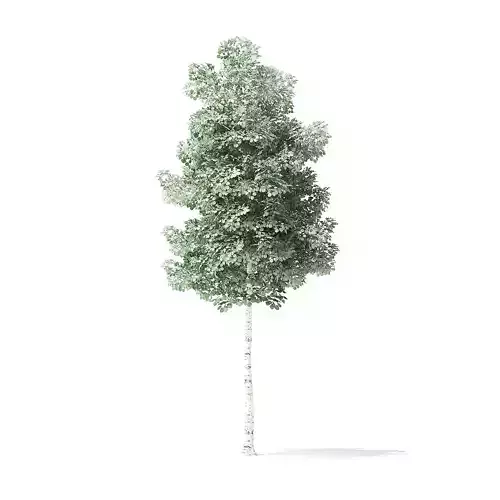Quaking Aspen Tree 3D Model 4m