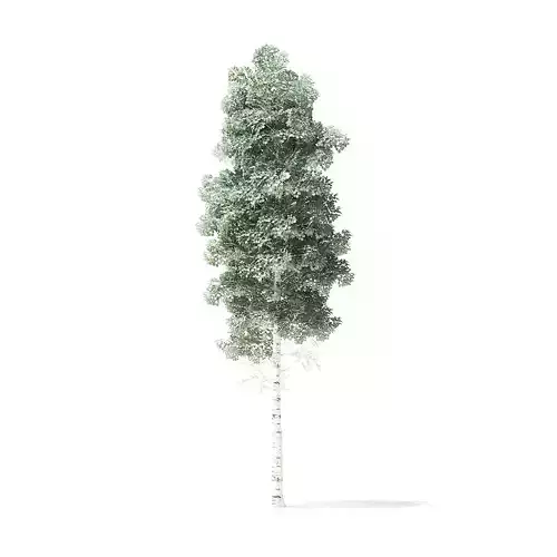 Quaking Aspen Tree 3D Model 6m
