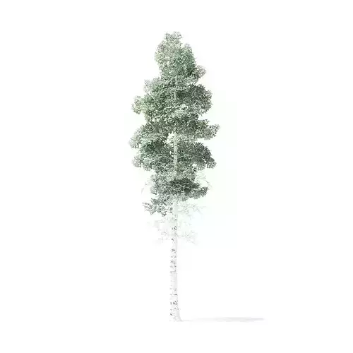 Quaking Aspen Tree 3D Model 7m