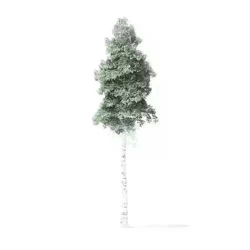 Quaking Aspen Tree 3D Model 8m