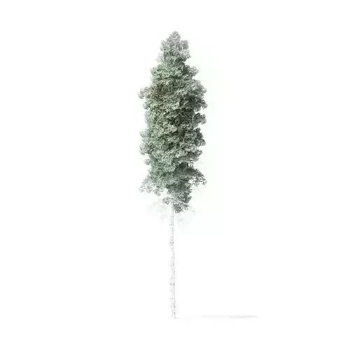 Quaking Aspen Tree 3D Model 10m