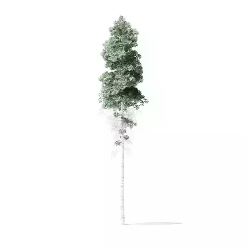 Quaking Aspen Tree 3D Model 11m