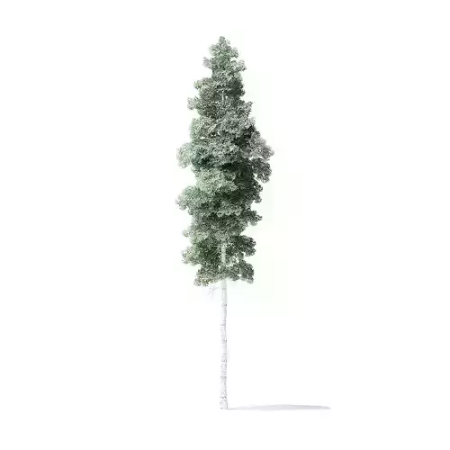 Quaking Aspen Tree 3D Model 13m