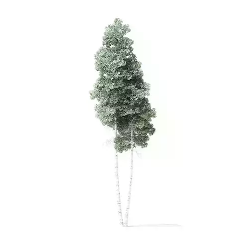Quaking Aspen Tree 3D Model 9m