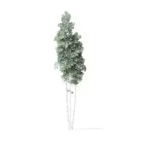 Quaking Aspen Tree 3D Model 12m 3D model