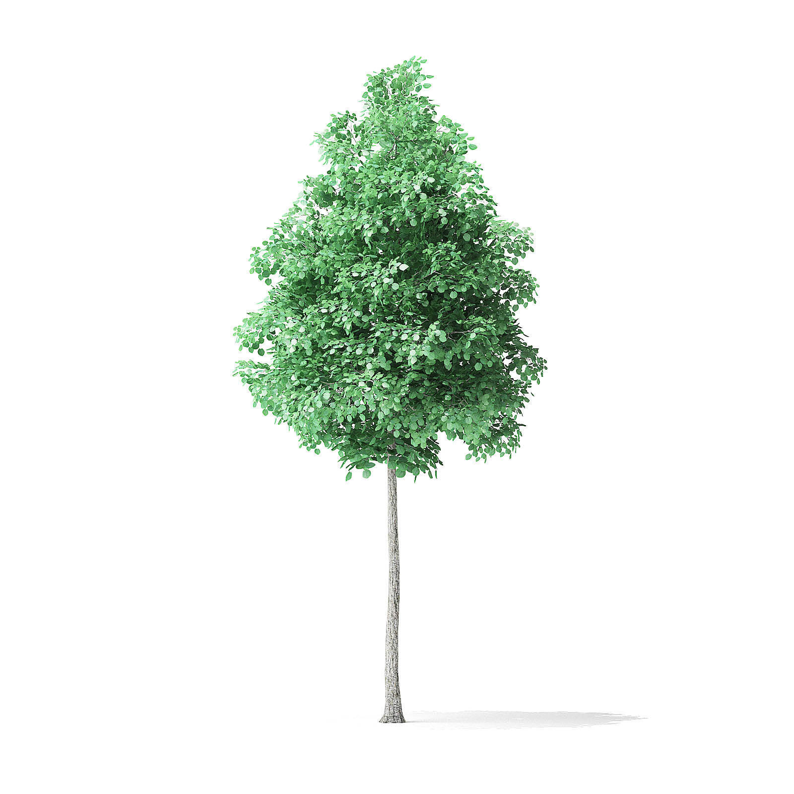American Basswood Tree 3D Model 4m 3D model_4